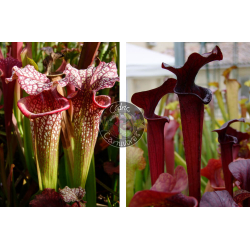 SXM64 S.x Moorei -- 'Helen Mary' x SX113 S. 'Black Widow’-Graines Sarracenia 2025