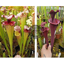 SXM61 S.x Moorei -- “Timothy King” x (S.'Mansille' x S.'Copper vase')-Graines Sarracenia 2025