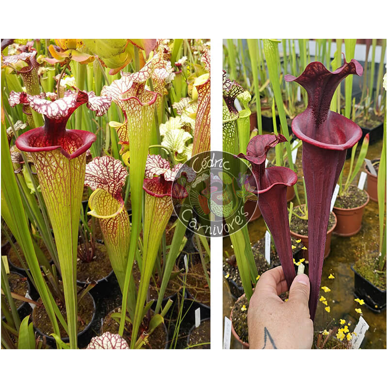 SXM61 S.x Moorei -- “Timothy King” x (S.'Mansille' x S.'Copper vase')-Graines Sarracenia 2025