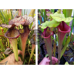 SXM47 S.x Moorei -- (leucophylla "purple lips" x flava cuprea)  x S. ‘Mansille’-Graines Sarracenia 2025