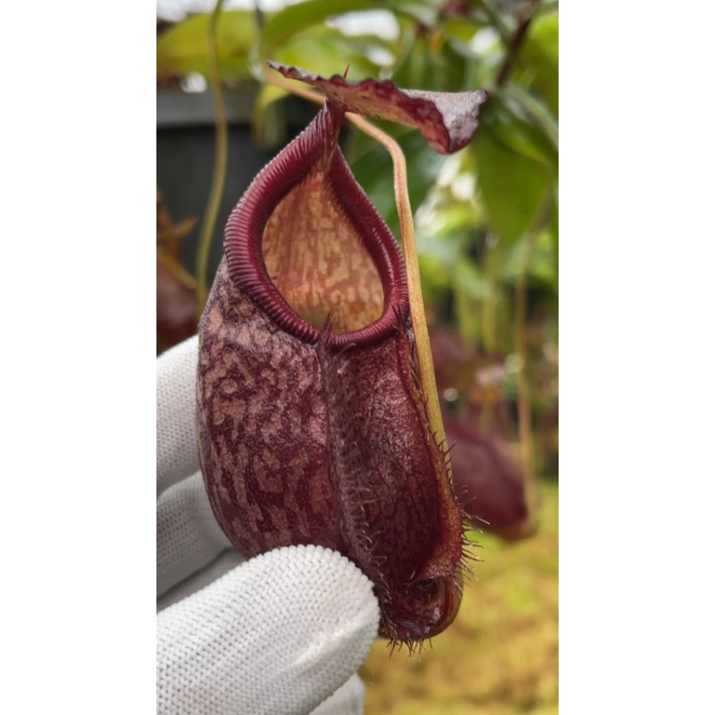 Nepenthes gymnamphora – squat form: BE-4688-Nepenthes highland