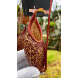 Nepenthes talangensis x hamata: BE-4003-Nepenthes highland