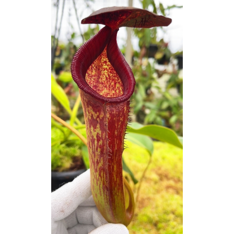 Nepenthes klossii x lowii: BE-4634-Nepenthes d'altitude