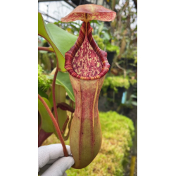Nepenthes ampullaria x (spectabilis x talangensis) BE-3738-Nepenthes intermédiaire