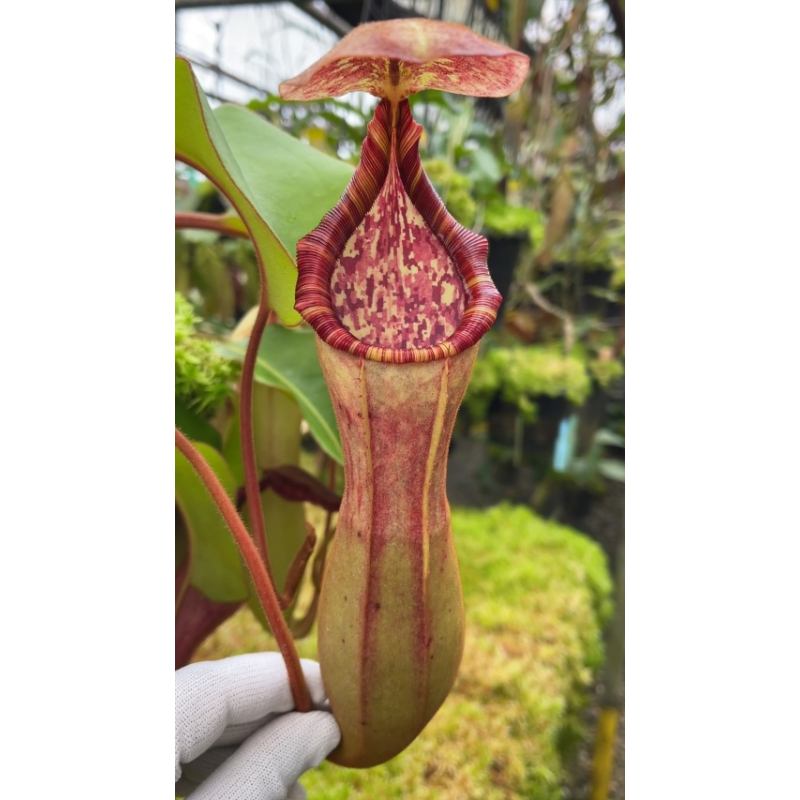 Nepenthes clipeata x (lowii x veitchii) - selected clones: BE-4625-Nepenthes intermédiaire