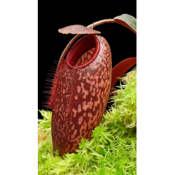 Nepenthes bokorensis x mollis-Nepenthes highland