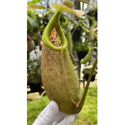 Nepenthes robcantleyi x merrilliana - assorted clones: BE-4628-Nepenthes intermediate