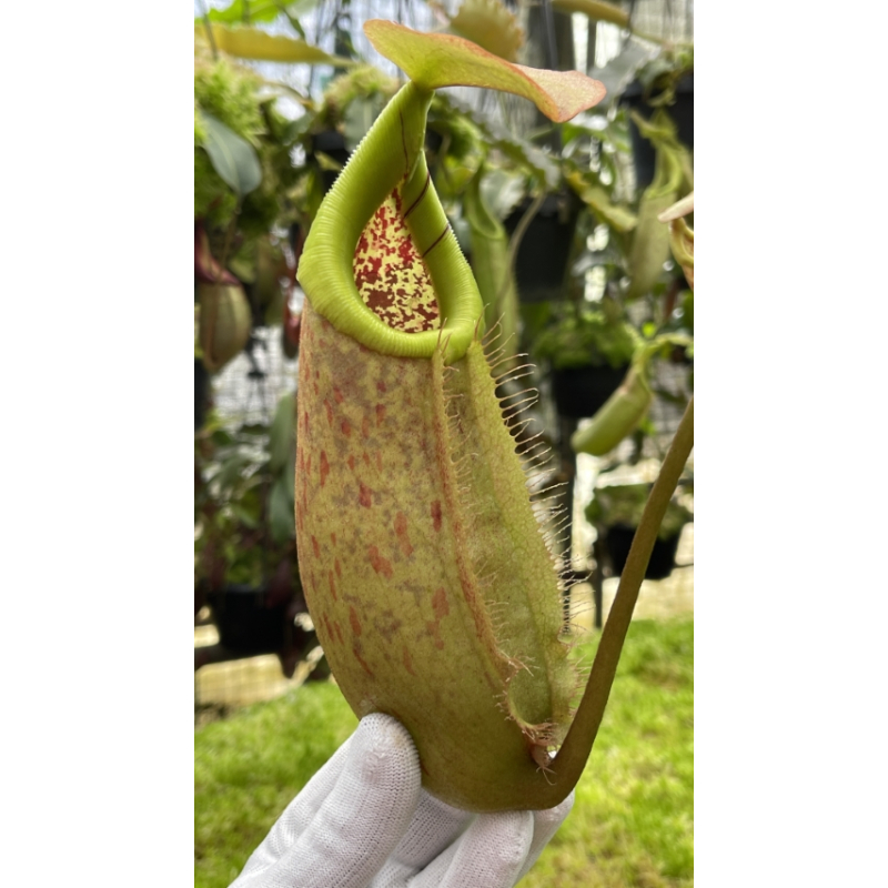 Nepenthes robcantleyi x merrilliana - assorted clones: BE-4628-Nepenthes intermediate