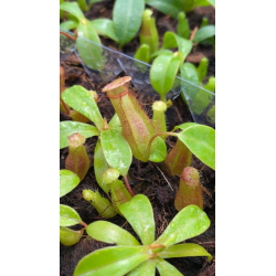Nepenthes spectabilis x tenuis – assorted clones: BE-3884-Nepenthes d'altitude