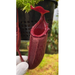 Nepenthes spathulata x (burbidgeae x edwardsiana) BE-3978-Nepenthes d'altitude
