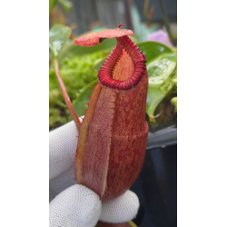 Nepenthes spectabilis x tenuis – assorted clones: BE-3884-Nepenthes highland