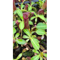 Nepenthes talangensis x hamata: BE-4003-Nepenthes highland
