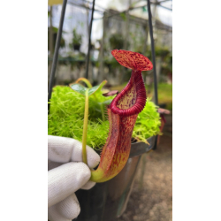 Nepenthes talangensis x hamata: BE-4003-Nepenthes highland
