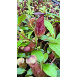 Nepenthes burkei x ephippiata: BE-4652-Nepenthes highland
