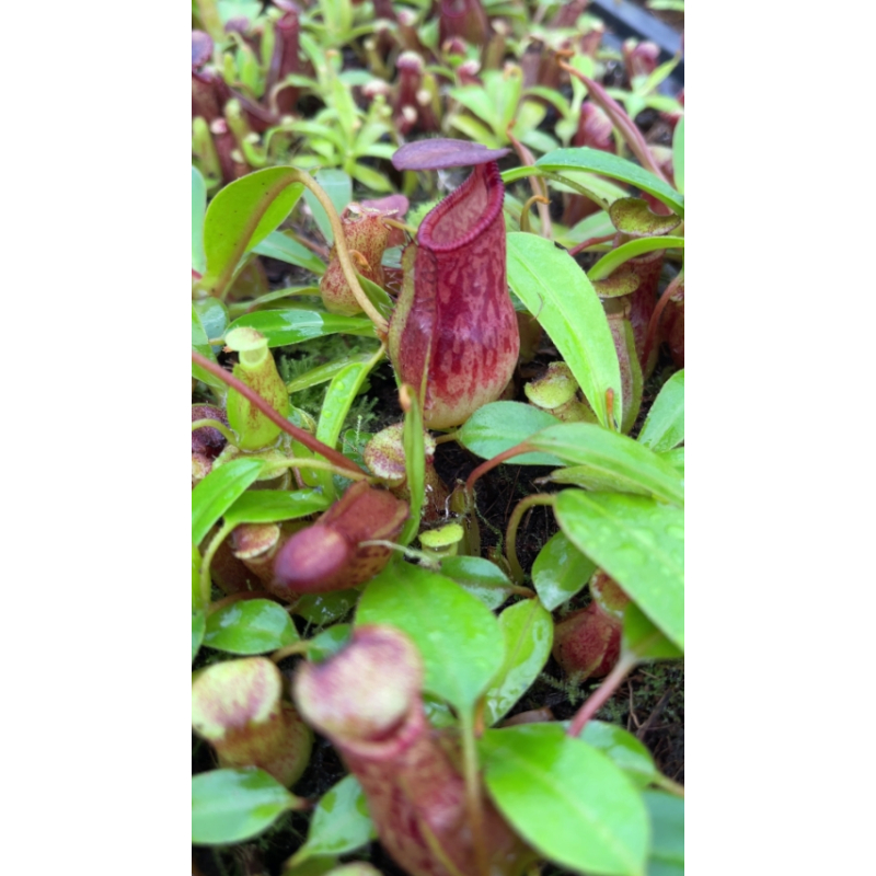 Nepenthes burkei x ephippiata: BE-4652-Nepenthes d'altitude