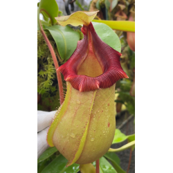 (Nepenthes veitchii x mira) orange clone x mollis-Nepenthes d'altitude