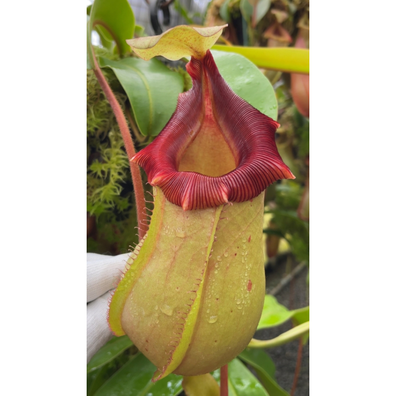 Nepenthes veitchii x ventricosa: BE-4674-Nepenthes d'altitude