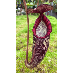 Nepenthes sibuyanensis x robcantleyi BE-3713-Nepenthes d'altitude