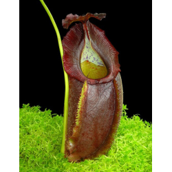 Nepenthes spectabilis – Perkinson Giant: BE-3322-Nepenthes d'altitude