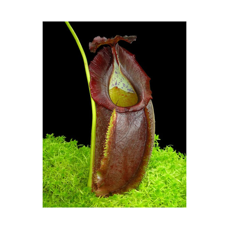 Nepenthes spathulata x gymnamphora BE-3422-Nepenthes d'altitude