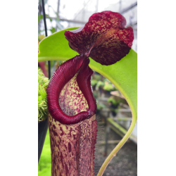 Nepenthes bokorensis x mollis-Nepenthes d'altitude