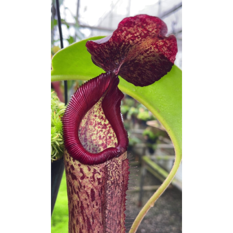 Nepenthes robcantleyI x klossii: BE-4549-Nepenthes d'altitude