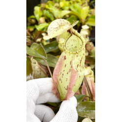Nepenthes rafflesiana - Brunei light speckled - selected clone: BE-3141-Nepenthes de plaine