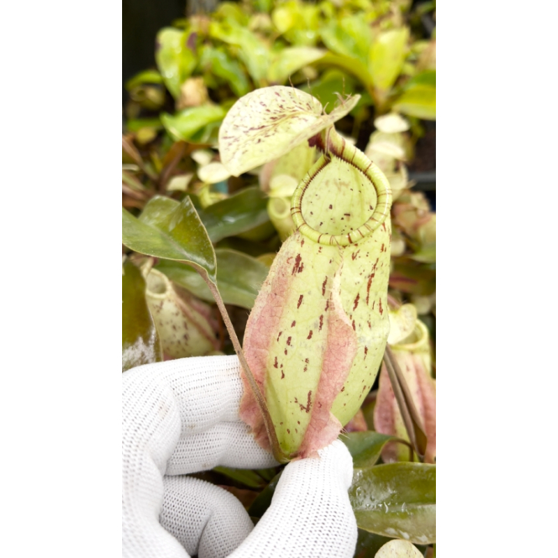 Nepenthes rafflesiana - Brunei light speckled - selected clone: BE-3141-Nepenthes lowland