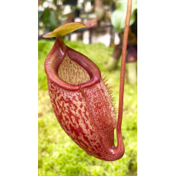 Nepenthes merrilliana x glabrata: BE-3911-Nepenthes intermediate