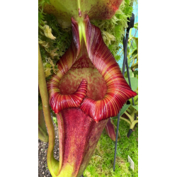 Nepenthes x 'miranda'-Nepenthes highland