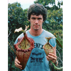 Nepenthes veitchii-Nepenthes highland