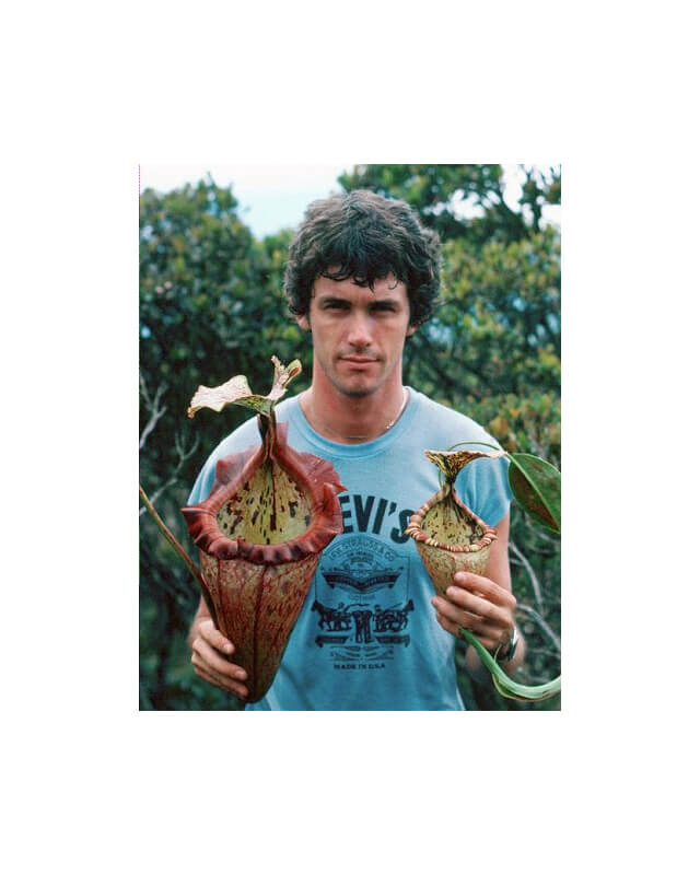 Nepenthes x ‘alisaputrana’ – best selected clone: BE-4657-Nepenthes highland