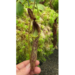 Nepenthes spectabilis x tenuis – assorted clones: BE-3884-Nepenthes highland