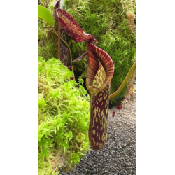 Nepenthes veitchii x ventricosa: BE-4674-Nepenthes d'altitude
