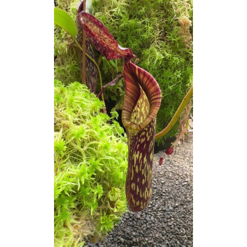 Nepenthes Zakriana  clone sélectionné: BE-3068-Nepenthes highland