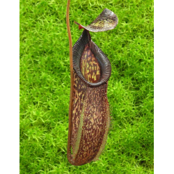 Nepenthes spectabilis x tenuis – assorted clones: BE-3884-Nepenthes highland