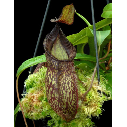 Nepenthes spectabilis x tenuis – assorted clones: BE-3884-Nepenthes highland