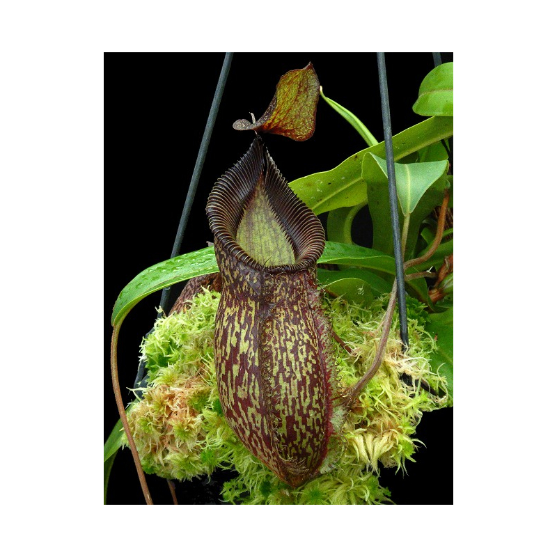 Nepenthes talangensis x hamata: BE-4003-Nepenthes highland