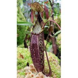 Nepenthes spectabilis x tenuis – assorted clones: BE-3884-Nepenthes d'altitude