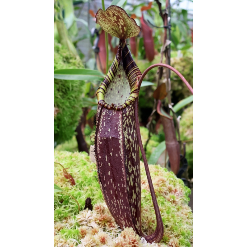 Nepenthes spectabilis – Perkinson Giant: BE-3322-Nepenthes d'altitude