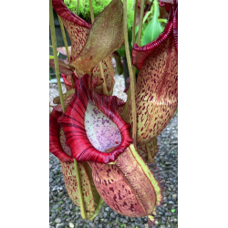 Nepenthes spathulata x jamban BE-4682-Nepenthes highland