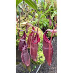 Nepenthes glandulifera x ephippiata BE-4655-Nepenthes d'altitude