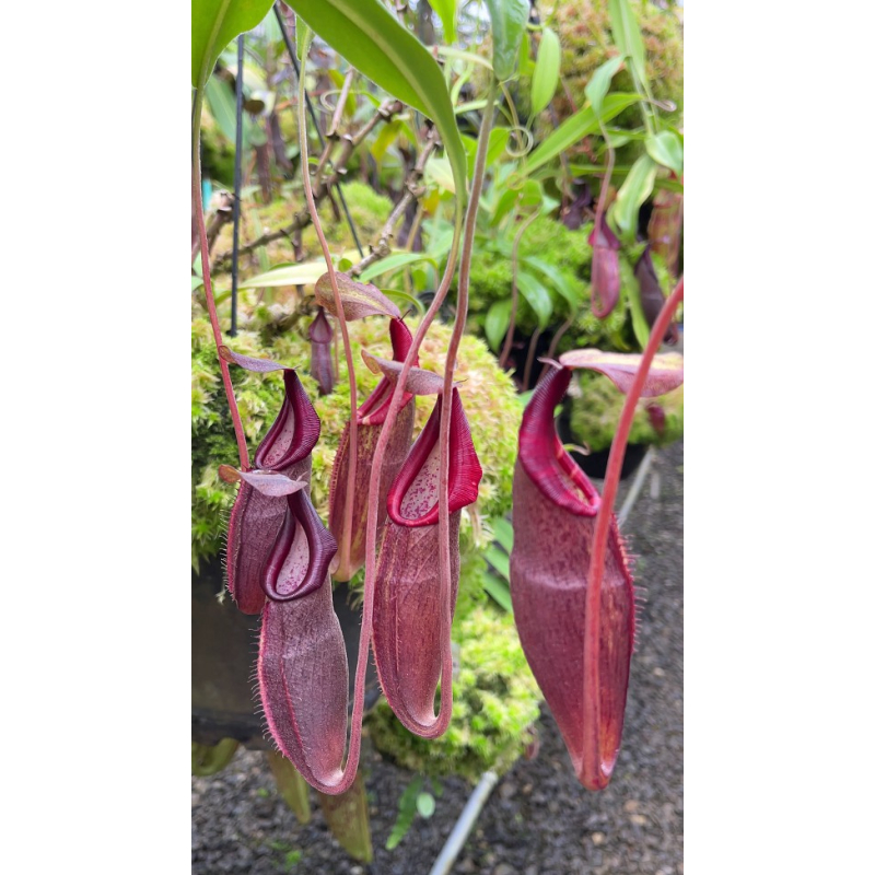 Nepenthes bongso – best selected clone: BE-3036-Nepenthes highland