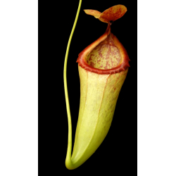 Nepenthes merilliana x campanulata: BE-3473-Nepenthes intermédiaire