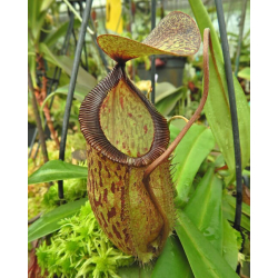 Nepenthes Villosa-Nepenthes highland