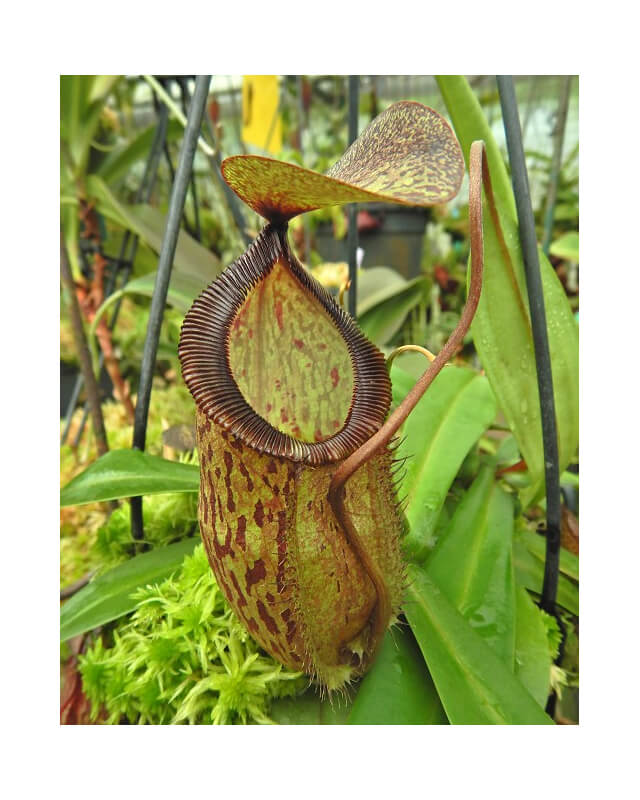 Nepenthes hamata x tenuis: BE-4709-Nepenthes highland