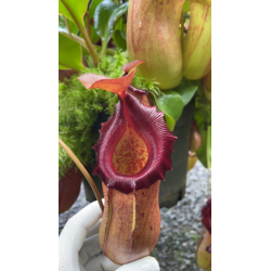 Nepenthes sibuyanensis x robcantleyi BE-3713-Nepenthes d'altitude