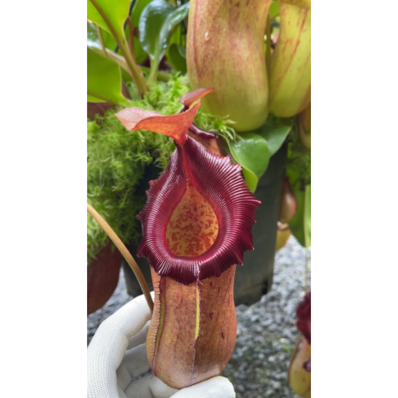 Nepenthes robcantleyi x (sibuyanensis x ventricosa) – assorted clones: BE-3748-Nepenthes d'altitude