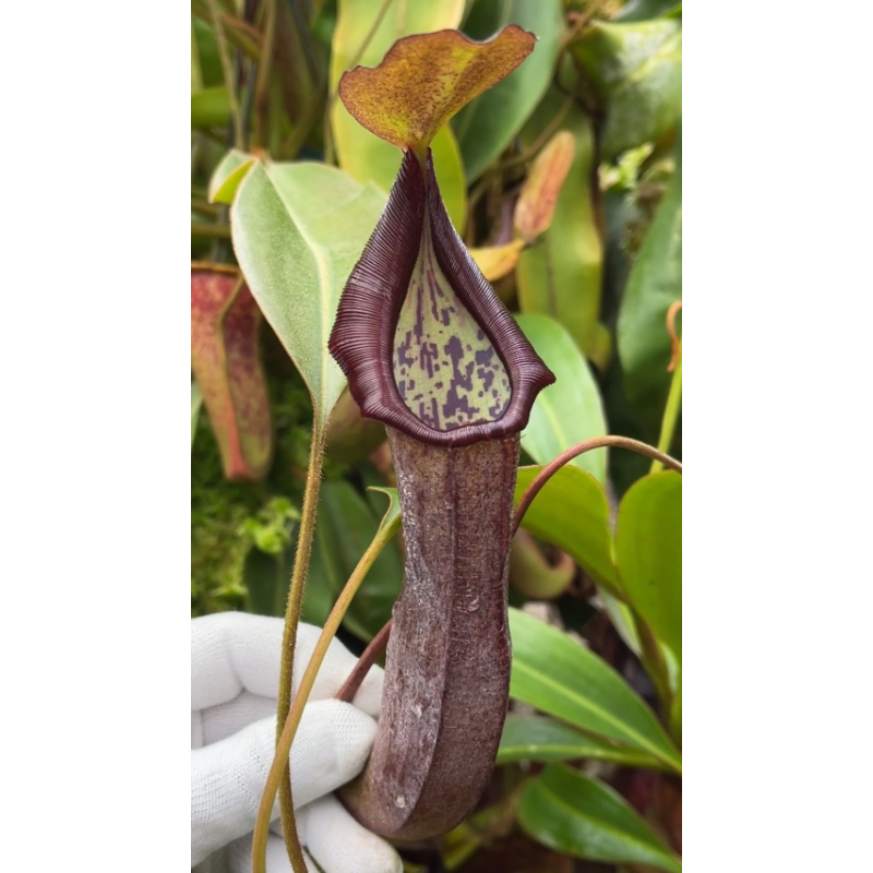 Népenthès burkei x maxima-Nepenthes highland