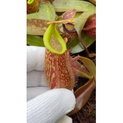 Nepenthes sibuyanensis x robcantleyi BE-3713-Nepenthes d'altitude